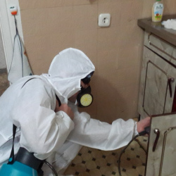 Дезинфекция от муравьев в квартире Северное
